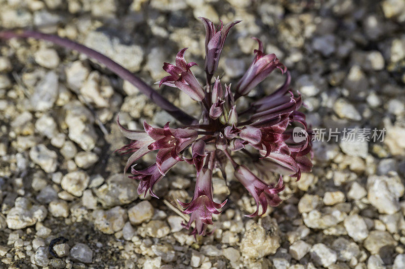 Allium parishii是一种罕见的野生洋葱，被称为教区洋葱，发现于加州约书亚树国家公园